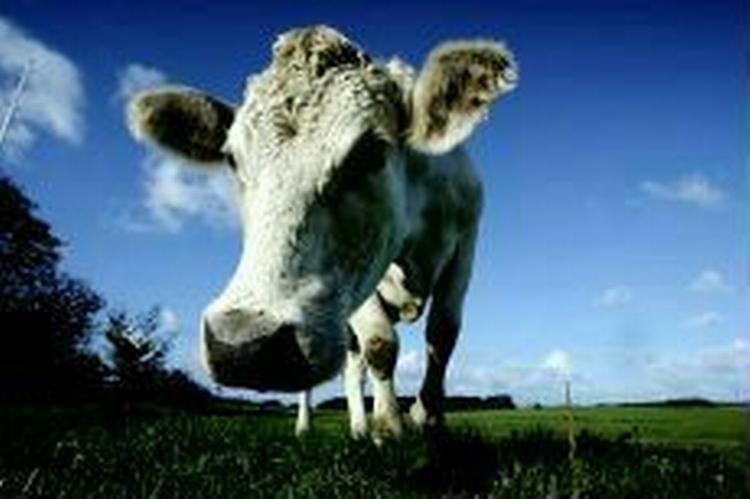 Arla er blandt andet blevet beskyldt for at presse mælk fra mindre mejerier ud af danske supermarkeder. - Foto: Jan Grarup 