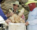 Fugleinfluenza har hærget blandt mange fulge i Asien, men har kun smittet få mennesker. - Foto: AP 