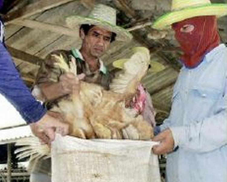 Fugleinfluenza har hærget blandt mange fulge i Asien, men har kun smittet få mennesker. - Foto: AP 