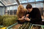Forsøg i drivhuse på Risø og i København har vist, at planten kan reagere på udsivning af sprængstof fra landminer. - Foto: Jens Dresling 