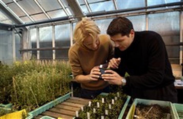 Forsøg i drivhuse på Risø og i København har vist, at planten kan reagere på udsivning af sprængstof fra landminer. - Foto: Jens Dresling 