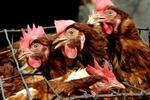 Fugleinfluenzaen har hidtil 'kun' ramt mennesker i Thailand og i Vietnam. - Foto: AP 