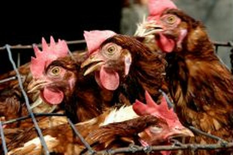 Fugleinfluenzaen har hidtil 'kun' ramt mennesker i Thailand og i Vietnam. - Foto: AP 