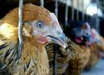 Mange kinesiske høns er allerede aflivet eller sat i karantæne. - Foto: AP 