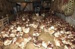 I Kina slås tusindvis af høns ihjel for at undgå smittespredning. - Foto: AP 