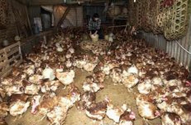 I Kina slås tusindvis af høns ihjel for at undgå smittespredning. - Foto: AP 