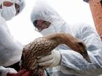 Indtil videre har millioner af fugle måttet lade livet i Asien som følge af sygdommen. WHO frygter det samme kan komme til at ske for mennesker. - Foto: AP 