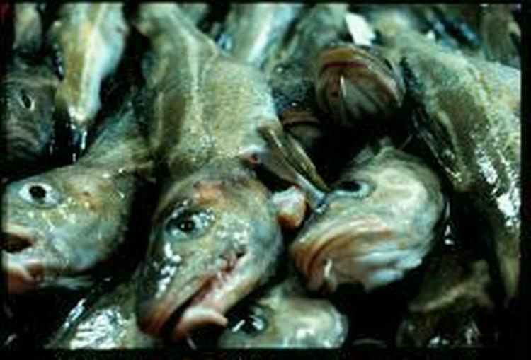 Prisen på spisefisk er faldet med næste tyve procent i 2003. - Foto: Kim Nielsen 