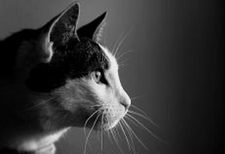 Flere svenske dyrlæger beretter om et stigende antal mærkværdige skader på dyr. Blandt andet måtte en kat aflives efter en skade fra en formodet voldtægt. - Arkivfoto: Kåre Viemose 