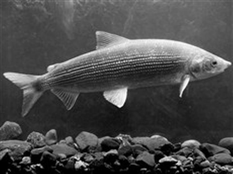 Hansnæbel fra Vidåen. De lyse striber på kroppen er gydevorter, som hannerne udvikler, når de svømmer op for at gyde i vandløbene.   Foto: Hjørne/Tveskov/Thiil 
