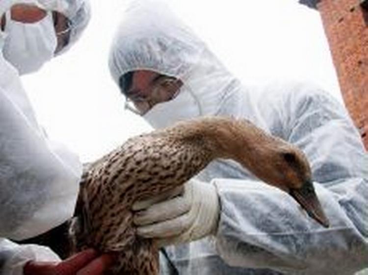 Fugleinfluenzaen bliver overført til mennesker via animalske fødevarer. - Foto: AP 