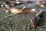 Ål bliver ramt af orm i svømmeblæren. - Arkivfoto: Claus Bonnerup 