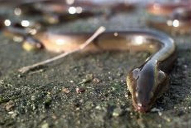 Ål bliver ramt af orm i svømmeblæren. - Arkivfoto: Claus Bonnerup 