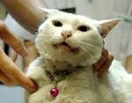 En kat bliver undersøgt i Thailand. - Foto: AP 
