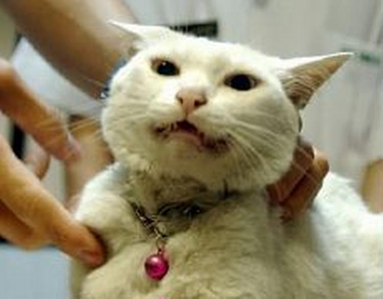 En kat bliver undersøgt i Thailand. - Foto: AP 