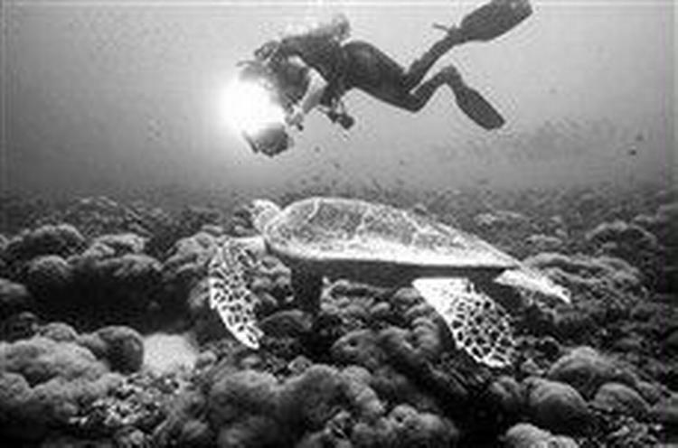 Danske turistdykkere og -snorklere mangler viden om, hvordan de skal begå sig ved koralrev og andre skrøbelige økosystemer under havet. Det element kommer med i en ny dykkeruddannelse lover sportsdykkerne.   Arkivfoto: Sportsphoto 