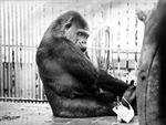 Dette er ikke en abe, der er ved at skrive Shakespeares samlede værker, men derimod gorillaen Dalila, der skammer sig - måske fordi den har revet en bog i stykker? Arkivfoto: Morten Langkilde 