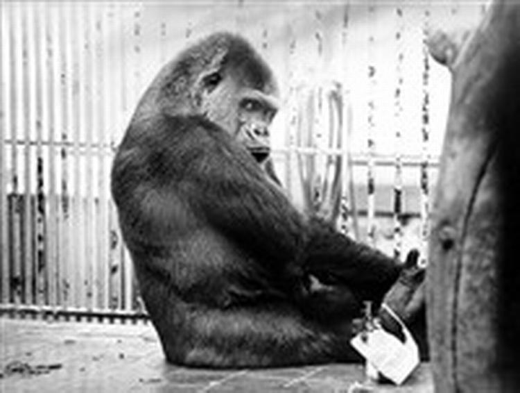 Dette er ikke en abe, der er ved at skrive Shakespeares samlede værker, men derimod gorillaen Dalila, der skammer sig - måske fordi den har revet en bog i stykker? Arkivfoto: Morten Langkilde 
