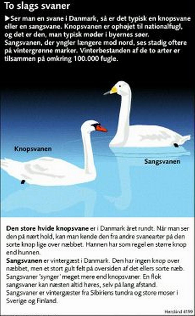 Sangsvane og knopsvane. 
