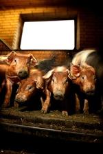 13.000 søer kommer hvert år på slagteri med alvorlige skuldersår - primært på grund af fiksering. - Foto: Jakob Ehrbahn 