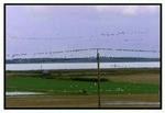 Den nye Vandmiljøplan III skal blandt sikre Danmark renere søer og vandløb i fremtiden. - Arkivfoto: Claus Bonnerup 