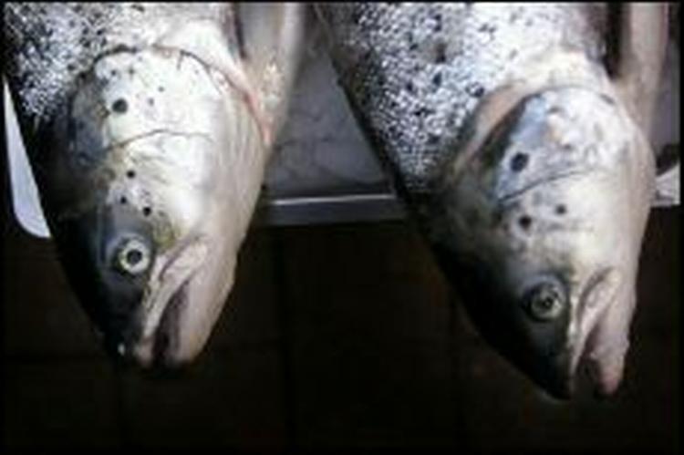 Både fiskere og brancheforening har langet hårdt ud efter ministerens laksestop. - Arkivfoto: Thomas Borberg 