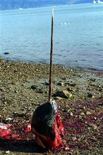 Narhvalen jages blandt andet for sin op til tre meter lange tand, der skæres til souvenirer. - Foto: Carl Obling 