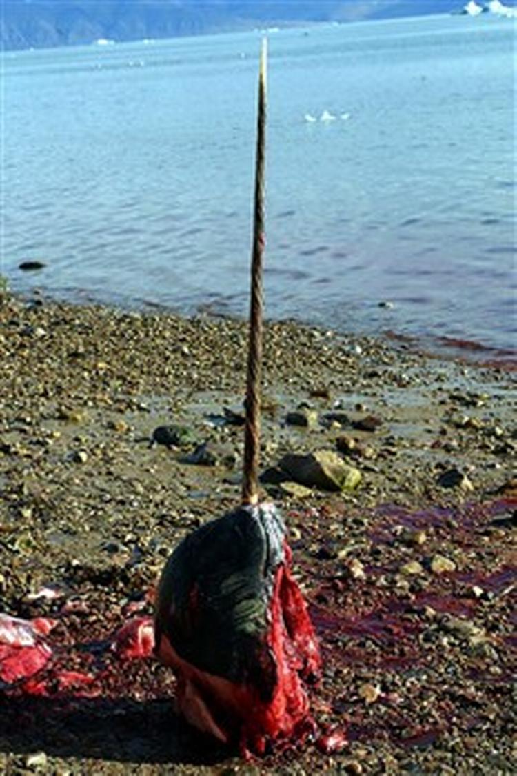 Narhvalen jages blandt andet for sin op til tre meter lange tand, der skæres til souvenirer. - Foto: Carl Obling 