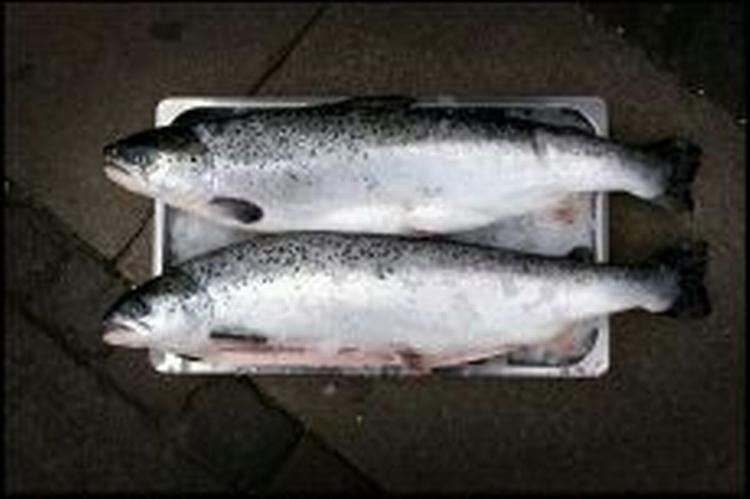 Ny nedtur for laksefiskerne - der er også for meget dioxin i de små laks i Østersøen. - Foto: Thomas Borberg 