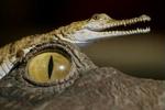 Dinosaurerne uddøde, men krokodillerne overlevede en klimaforandring, selv om forskere mener, at kønnet på deres afkom bestemmes af de samme mekanismer i klimaet. - Foto: AP 