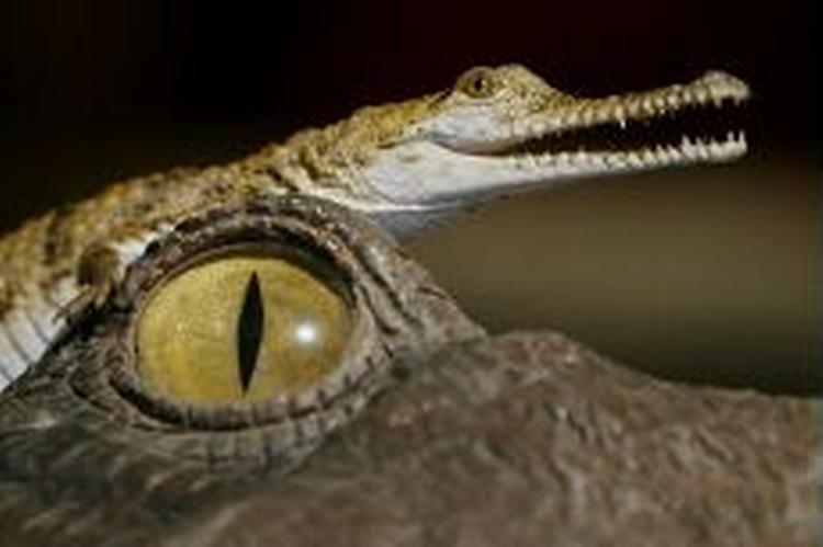 Dinosaurerne uddøde, men krokodillerne overlevede en klimaforandring, selv om forskere mener, at kønnet på deres afkom bestemmes af de samme mekanismer i klimaet. - Foto: AP 