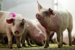 Mange danske landmænd ser stort på miljøet og producerer flere svin end de har tilladelse til. - Foto: Lars Skaaning 