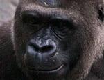 Mandlige gorillaer er kendt for at forsvare deres territorium med vold. - Foto: AP 