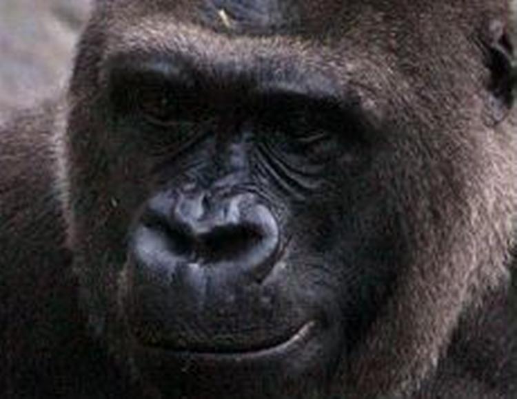 Mandlige gorillaer er kendt for at forsvare deres territorium med vold. - Foto: AP 