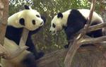 Fødselsdagsbillede fra San Diego Zoo for pandaen til højre. Hu Mei fylder et år. - Foto: AP 