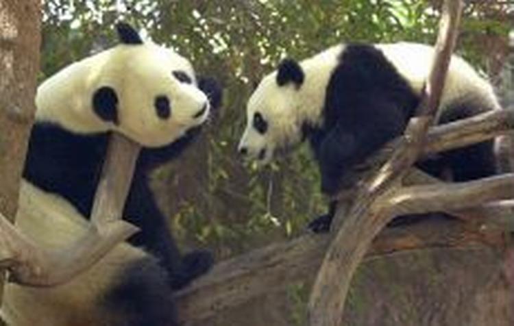 Fødselsdagsbillede fra San Diego Zoo for pandaen til højre. Hu Mei fylder et år. - Foto: AP 
