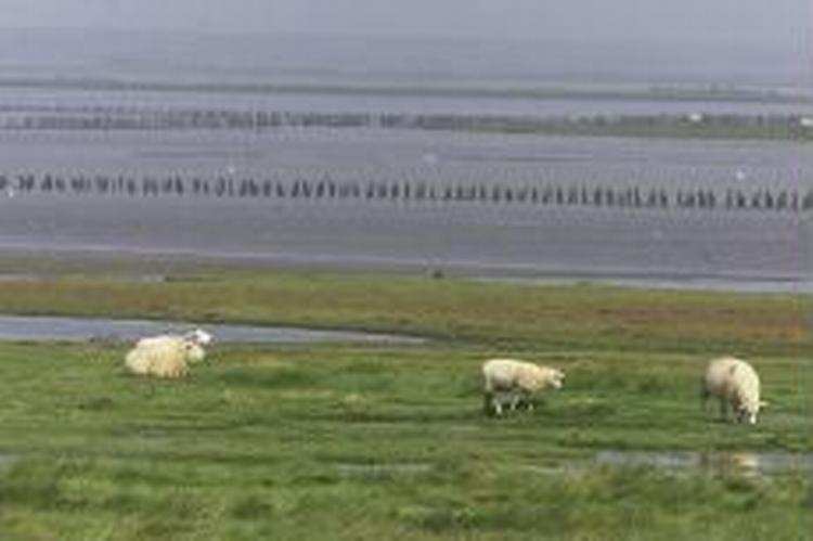 Danmark er forpligtet til at beskytte blandt andet Tøndermarsken. - Foto: Lars Skaaning 