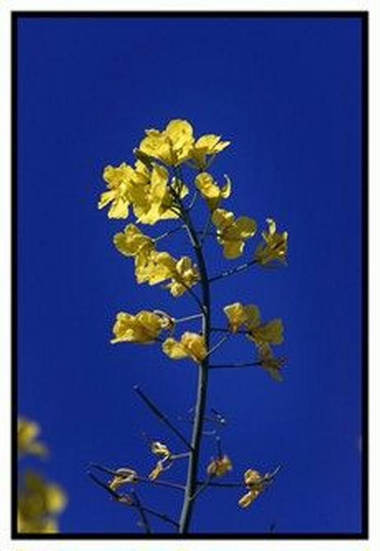 Foto: Claus Bonnerup 