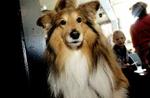 En hund i hjemmet kan være med til at forebygge allergi. - Foto: Pelle Rink 