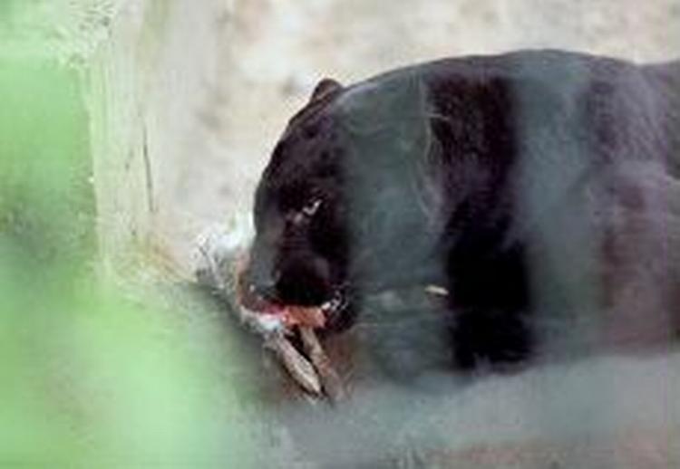 Panteren spiser alt fra fisk til store hovdyr. Denne sorte panter hører hjemme i Zoologisk Have. - Foto: Thomas Wilmann 