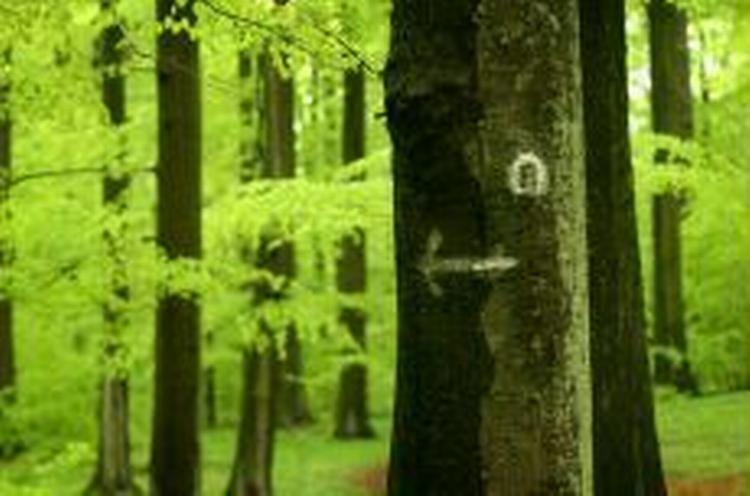 Nu kan man nyde skoven på nærmeste hold fra sin teltåbning. - Arkivfoto: Finn Frandsen 