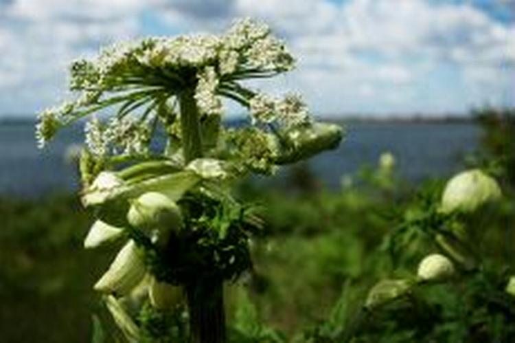 Bjørnekloen er uønsket. - Foto: Hilde Lillejord 