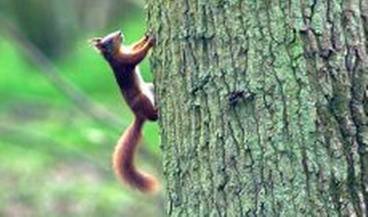 Det grå egern er evd at uddrive det røde, danske egern. - Arkivfoto: Jan Steving 