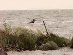Strandskaden er en af mange arter, der mistede yngel ved et voldsomt højvande ved Vadehavet torsdag. - Arkivfoto: Jan StevingA! 