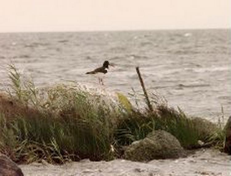 Strandskaden er en af mange arter, der mistede yngel ved et voldsomt højvande ved Vadehavet torsdag. - Arkivfoto: Jan StevingA! 