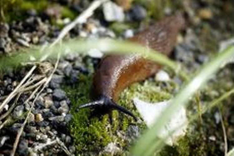 Tørt vejr har stoppet dræbersneglens fremtog i danske haver. - Foto: Thomas Borberg 