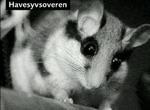 havesyvsover 