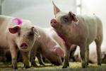 En undersøgelse viser, at 23 svinefarmere på Fyn har overtrådt miljøbeskyttelsesloven groft ved at producere alt for mange svin. Men kun halvdelen er blevet politianmeldt. - Arkivfoto: Lars Skaaning 
