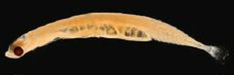 Her er den; Schindleria brevipinguis. - Foto: www.amonline.net.au 