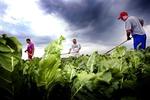 EU producerer i alt 17-18 millioner ton sukker om året. Frankrig og Tyskland står for halvdelen af produktionen, mens Danmark producerer 516.000 ton.   Foto: Thomas Borberg 